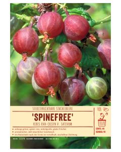 Sortenschild, Ribes uva-crispa v. sativum 'Spinefree'