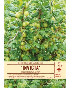 Sortenschild, Ribes uva-crispa v.sativum 'Invicta'