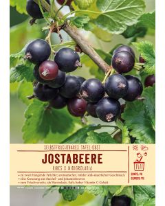 Sortenschild, Ribes x nidigrolaria