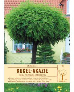 Sortenschild, Robinia pseud. 'Umbraculifera'