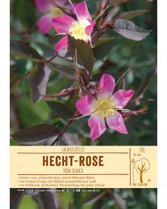 Sortenschild, Rosa glauca