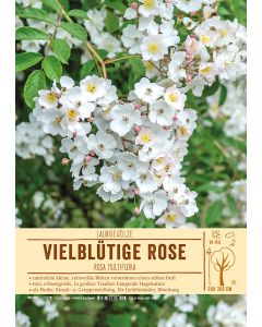 Sortenschild, Rosa multiflora