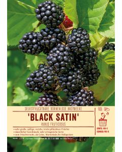 Sortenschild, Rubus fruticosus 'Black Satin'