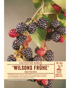 Sortenschild, Rubus fruticosus 'Wilsons Frühe'