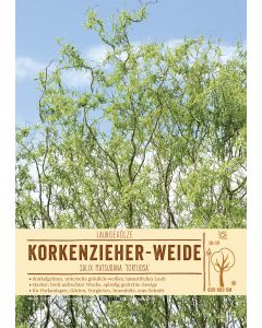 Sortenschild, Salix matsudana 'Tortuosa'