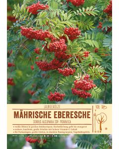 Sortenschild, Sorbus aucuparia ssp. moravica