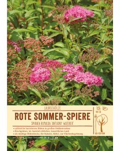 Sortenschild, Spiraea bumalda 'Anthony Waterer'