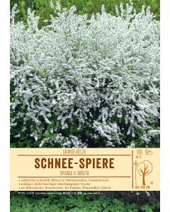Sortenschild, Spiraea x arguta