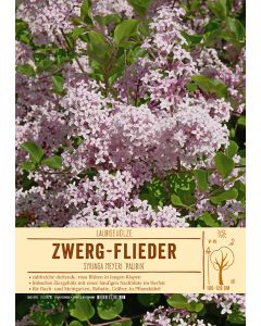 Sortenschild, Syringa meyeri 'Palibin'