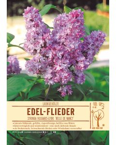 Sortenschild, Syringa v.-Hybr. 'Belle de Nancy'