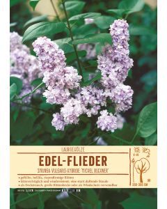 Sortenschild, Syringa Vulg.-Hy. 'M. Buchner'