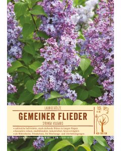 Sortenschild, Syringa vulgaris