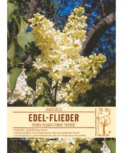 Sortenschild, Syringa Vulg.Hy. 'Primrose'