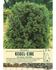 Sortenschild, Taxus baccata 'Overeynderi'