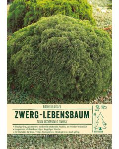 Sortenschild, Thuja occidentalis 'Danica'
