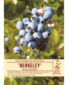 Sortenschild, Vaccinium corymbosum 'Berkeley'
