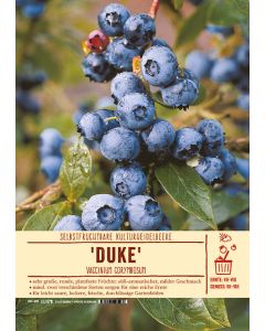 Sortenschild, Vaccinium corymbosum 'Duke'