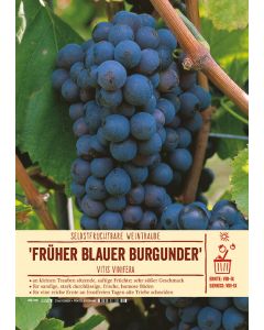 Sortenschild, Vitis vinifera 'Früher Blauer Burgunder'