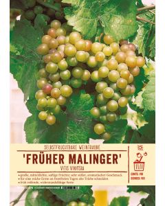Sortenschild, Vitis vinifera 'Früher Malinger'