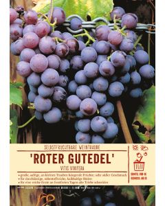 Sortenschild, Vitis vinifera 'Roter Gutedel'