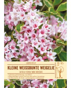 Sortenschild, Weigela florida 'Nana Variegata'