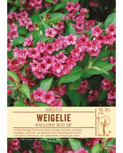 Sortenschild, Weigela-Hybr. 'Bristol Ruby'
