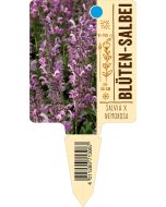 Salvia x nemorosa, Bildstecketikett VS: