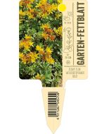 Sedum flor. 'Weihenstephaner Gold', Bildstecketikett VS: