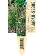 Carex morrowii 'Variegata', Bildstecketikett VS: