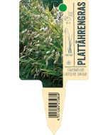 Chasmanthium latifolium (Uniola), Bildstecketikett VS: