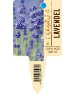 Lavandula angustifolia 'Dwarf Blue', Bildstecketikett VS: