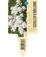 Iberis sempervirens 'Schneeflocke', Bildstecketikett VS: