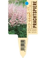 Astilbe Arendsii-Hybride 'Cattleya', Bildstecketikett VS:
