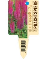 'Purpurlanze', Bildstecketikett VS: