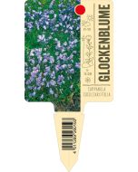 Campanulacochleariifolia, Bildstecketikett VS: