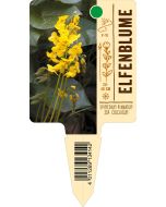 Epimedium pinnatum ssp. colchicum, Bildstecketikett VS: