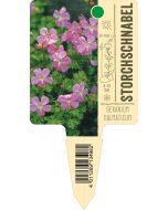 Geranium dalmaticum, Bildstecketikett VS: