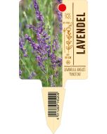 Lavandula angustifolia, Bildstecketikett VS: