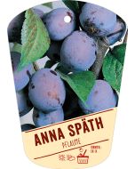 Prunus domestica 'Anna Späth', Bildhängeetikett VS: