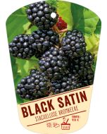 Rubus fruticosus 'Black Satin', Bildhängeetikett VS: