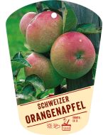 Malus domestica 'Schweizer Orangenapfel', Bildhängeetikett VS: