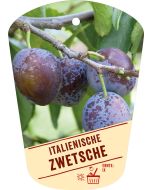 Prunus domestica 'Italienische Zwetschge', Bildhängeetikett VS: