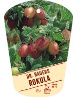 Ribes uva-crispa v. sativum 'DR. BAUER'S(R) ROKULA(S)', Bildhängeetikett VS: