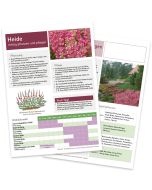Infoblatt Heidepflanzen Vorder- und Rückseite
