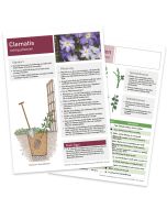 Infoblatt Kletterpflanzen/Clematis Vorder- und Rückseite