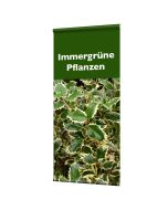 Banner "Immergrüne Pflanzen" mit Hohlsaum