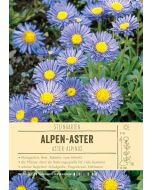 Sortenschild, Aster alpinus