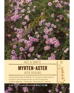 Sortenschild, Aster ericoides