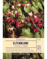 Sortenschild, Epimedium x rubrum