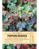 Sortenschild, Heuchera micrantha 'Palace Purple'